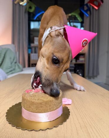 Dog wearing a pink party hat eating a birthday cake from Makko’s Snack — customer photo in Canada