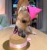 Dog wearing a pink party hat eating a birthday cake from Makko’s Snack — customer photo in Canada