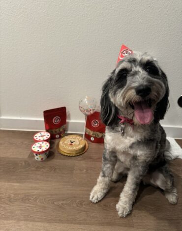 Small dog wearing a red party hat posing with Makko’s Snack natural dog treats at a local event