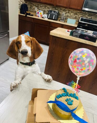 Happy dog celebrating his birthday with a natural cake and hat from Makko’s Snack in San Antonio Texas