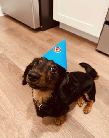 Snickers dog celebrating birthday wearing a blue hat with Makko’s Snack in San Antonio Texas