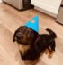 Snickers dog celebrating birthday wearing a blue hat with Makko’s Snack in San Antonio Texas