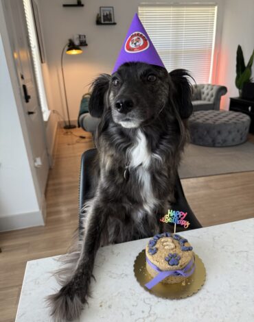 Cannoli dog celebrating birthday with a custom natural cake from Makko’s Snack in San Antonio Texas