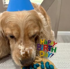 Makko’s Adventure custom dog birthday cake in San Antonio TX