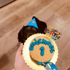 Makko’s Paradise custom dog birthday cake in San Antonio TX