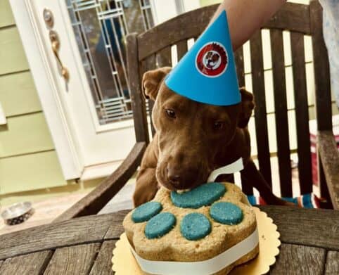 Happy dog enjoying his birthday cake from Makko’s Snack — the best natural dog bakery in San Antonio, Texas.