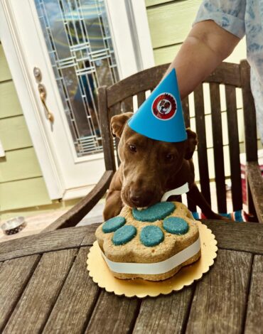 Dog enjoying a natural gluten free birthday cake from Makko’s Snack in San Antonio Texas