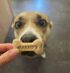 Dog enjoying a natural Makko’s Snack biscuit made with gluten-free ingredients
