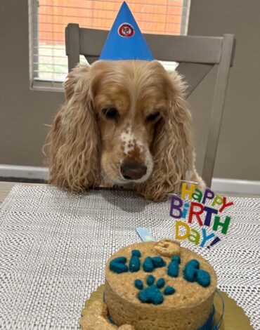 Dog thinking about his birthday cake from Makko’s Snack in San Antonio Texas