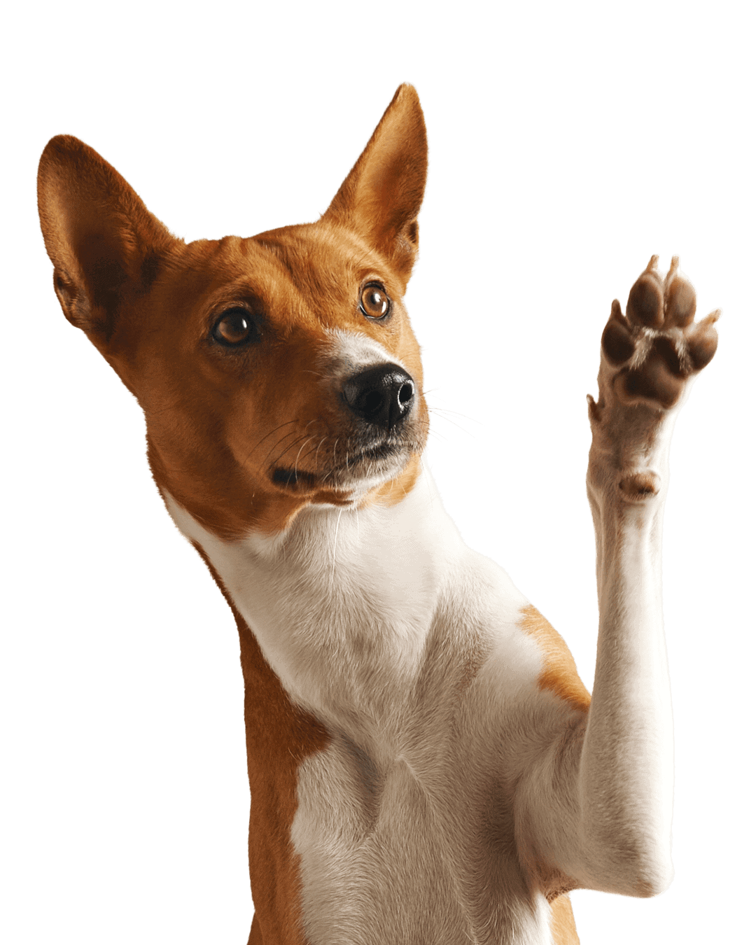 Friendly dog waving hello at Makko’s Snack, natural dog bakery in San Antonio, TX